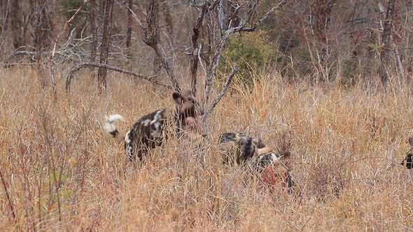 African wild dogs, Lycaon pictus feed on a kill in long grass during winter at Zimanag Private Game