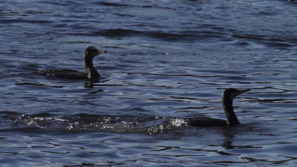 Cormorant Group Fishing in Super Slow Motion