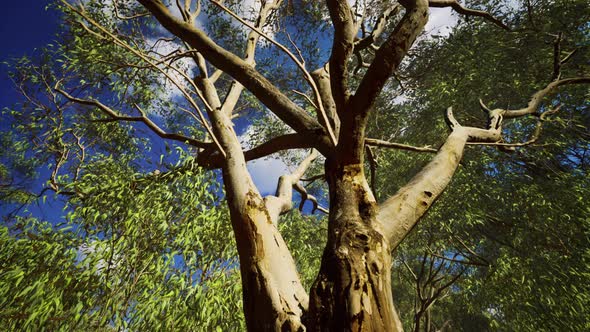 Eucaliptus in Australia Red Center