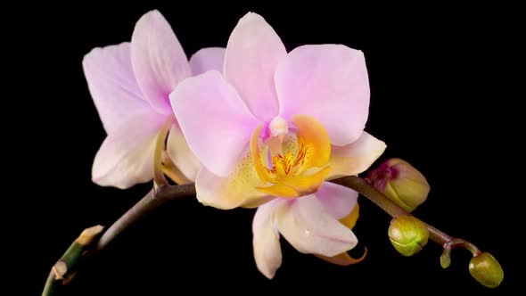 Blooming Pink Orchid Phalaenopsis Flower