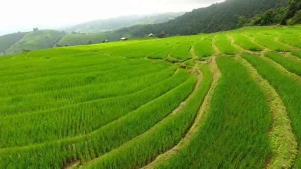 Rice field terrace on mountain agriculture land.