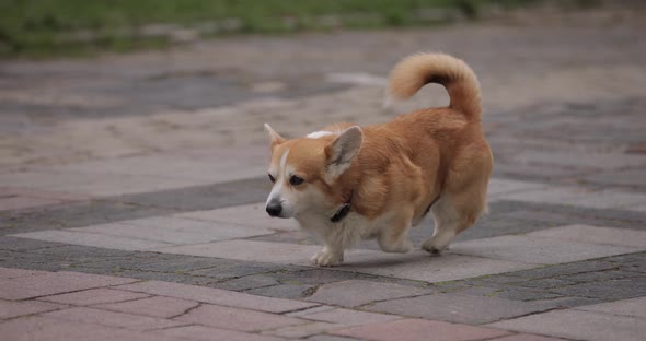 Welshcorgi Dog Walks on Pavement Slow Motion