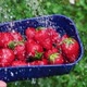 Strawberries - VideoHive Item for Sale