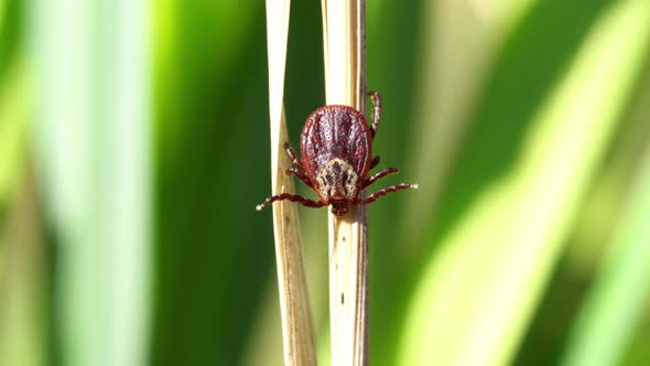 Mite Crawling on a Dry Blade of Grass Outdoors Macro