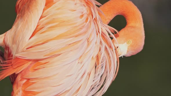 Close up vertical video of a concentrated reddish-pink american flamingo grooming its feathers in na