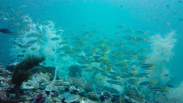 Coral Reef and Tropical Fish