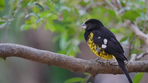 A Black-backed Grosbeak Perched on a Branch Looking Around