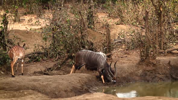 Nyala in Kruger National park, South Africa