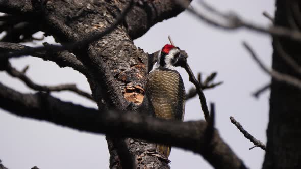 African grey woodpecker pecks into a tree 