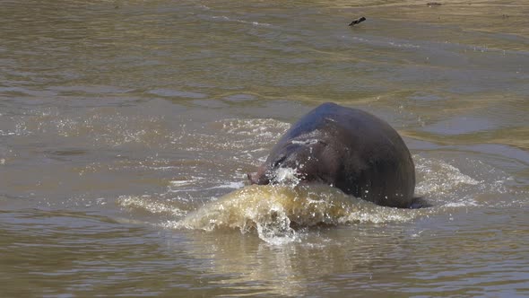 A hippopotamus bathing