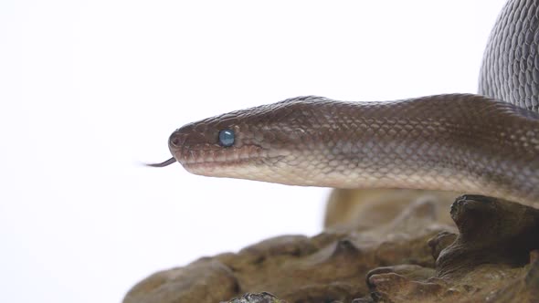 Patternless Columbian Rainbow Boa or Epicrates Cenchria Maurus on White Background. Close Up. Slow