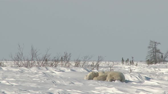 Polar Bear (Ursus maritimus) mother resting with three months old cub on Tundra.