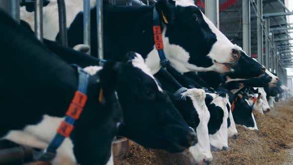 Side View of Farm Cows Eating Hay in the Barn