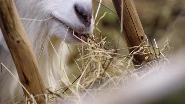 White hairy goat chewing