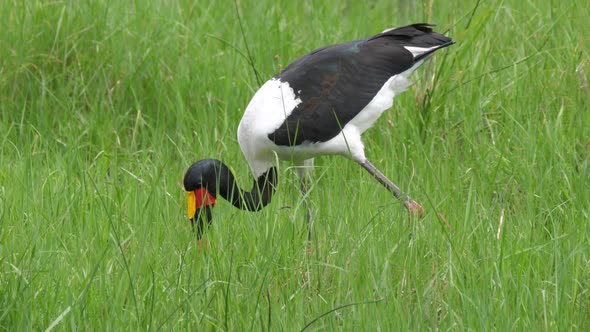 Close up from a Saddle-billed stork hunting for fish