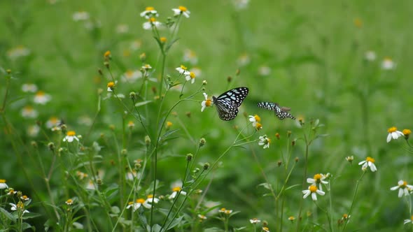 Butterflies