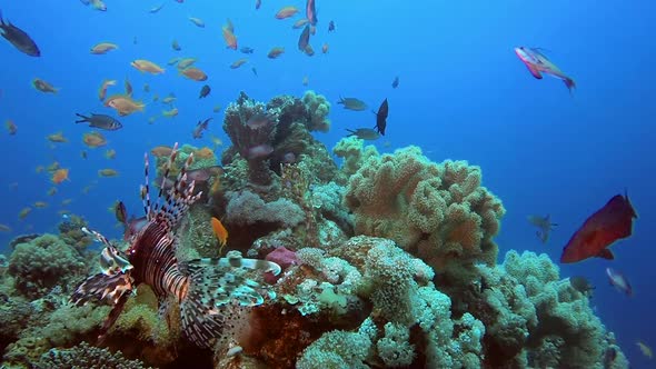 Commen Lionfish and Colorful Corals