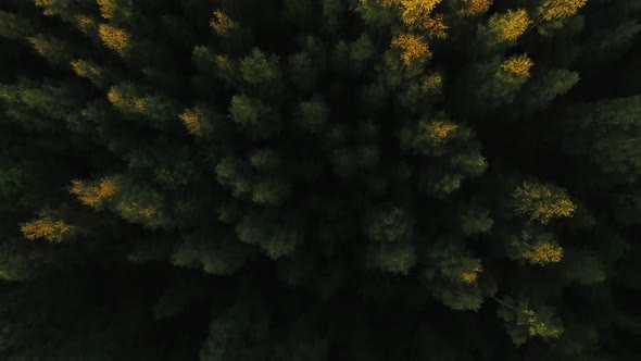 Aerial shot from forest