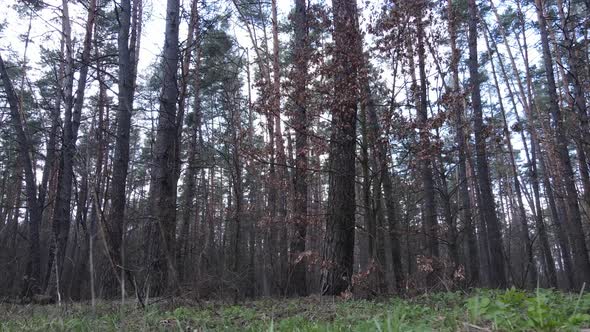 Trees in a Pine Forest During the Day Aerial View