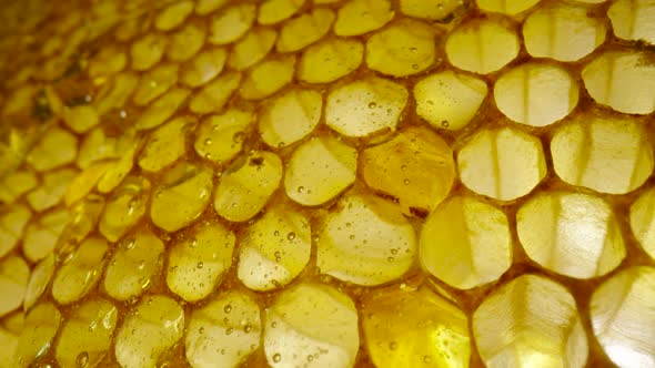 Stream of Golden Thick Honey Flowing Down on the Honeycombs