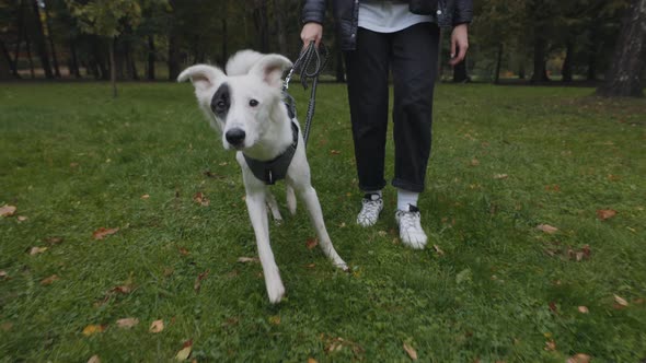 Playful White Dog Walking on Nature with Female Owner