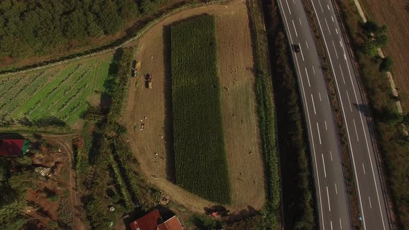 Corn Harvest Top View