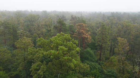 Fog in the Forest Aerial View