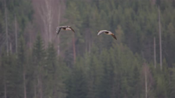 Two grey geese flying above a forest in Sweden, slow motion pan left