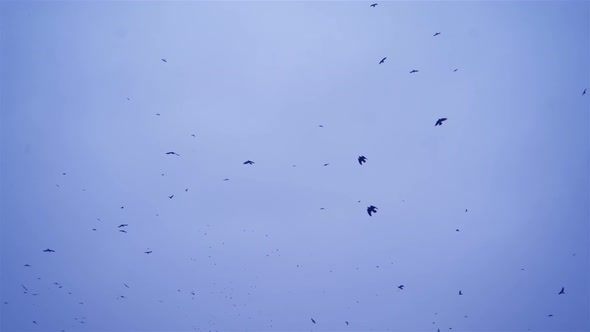 Crows in Flight