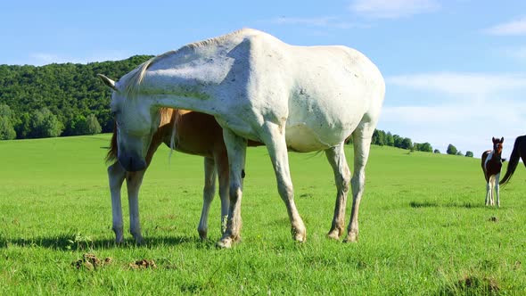 White horse and foal