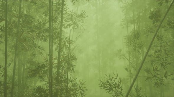 Asian Bamboo Forest with Morning Fog