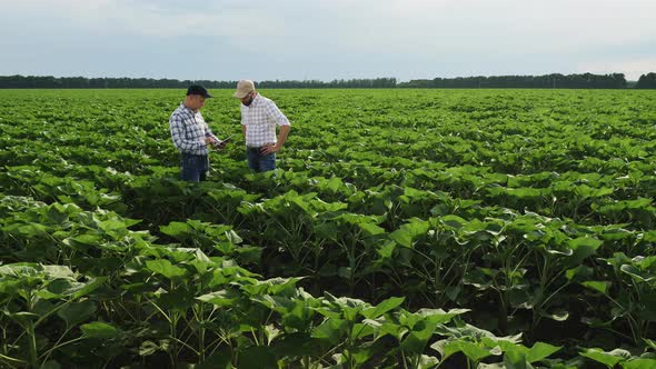 Farmers Work in the Field Using an App on a Digital Tablet