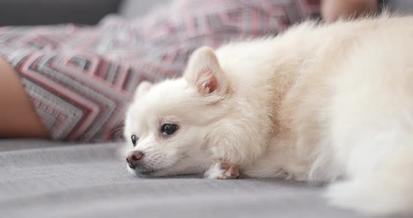 Sleeping pomeranian dog at home