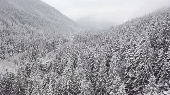 Aerial View of a Pine Forest on a Mountain in Foggy Weather and Snowfall
