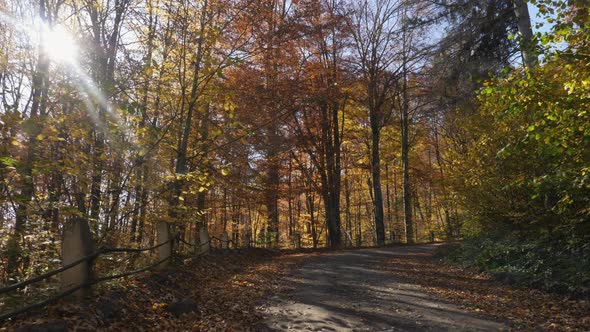 Dirt road in the forest