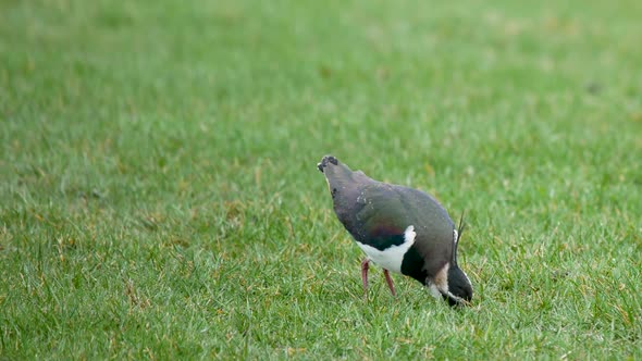 Lapwing on farmland pasture in the early springtime looking for earthworms on the surface of the gro