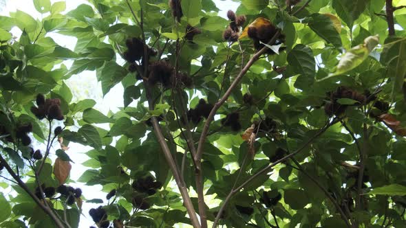 Annatto in Nature Fruits of Lipstick Tree Bixa Orellana in African Hand