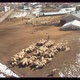 flock of sheep at village aerial view - VideoHive Item for Sale