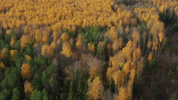 Beautiful Aerial View of the Golden Autumn Forest with Orange Trees in Russia