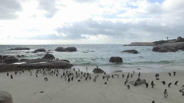 panning of penguin colony and ocean