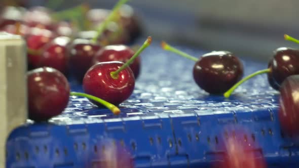 Cherry Factory. Close up, packing, choosing, washing cherries