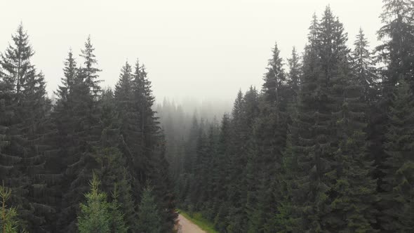 Coniferous Forest in Fog