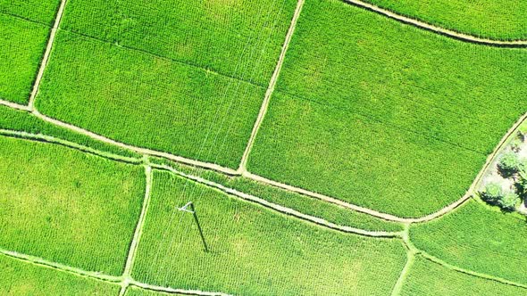 Lush green paddy field captured from above