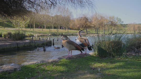 Couple Of Egyptian Goose Standing On The Lake Edge At Parque da Paz In Almada, Portugal. Zoom In