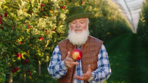 Large Apple Orchard Good Looking Old Man Farmer