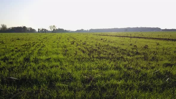 Flying Over Green Meadow with Small Trees