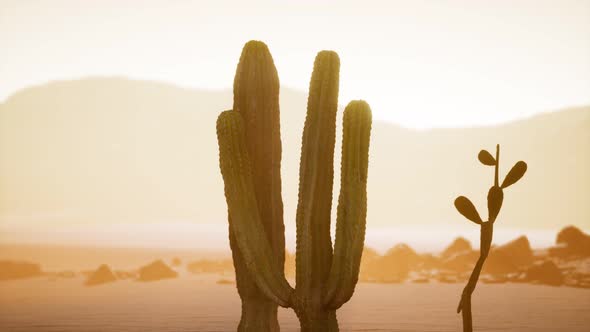 Arizona Desert Sunset with Giant Saguaro Cactus