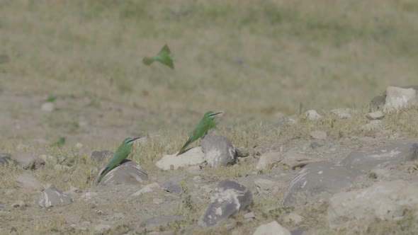 Bee-eater Colony Action