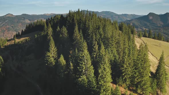 Rural Road at Mountain Pine Forest Aerial