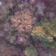Birds Eye View Drone Shot of a Forest with Some Snow on the Ground - VideoHive Item for Sale